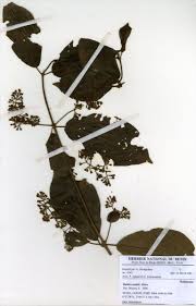 Image result for Rutidea