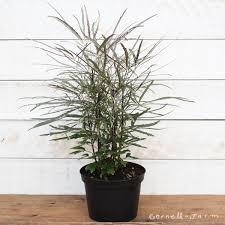 Image result for Plerandra