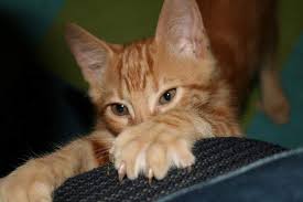 Ruyada Yavru Kedi Tirmalamasi Ruyandagor Com