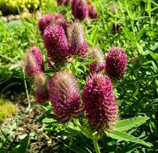 Image result for Trifolium tembense