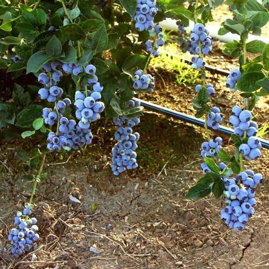 Afin BlueBerryMax