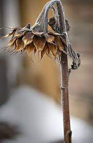 Pin By Tish On Nature Photography Dying Flowers Flowers Photography