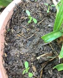 Image result for Indigofera dyeri