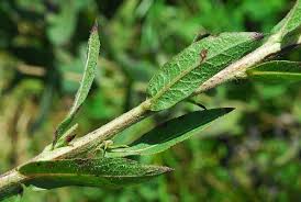 Image result for Nesaea aspera