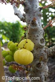 Image result for Phyllanthus paxii