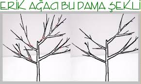 Kasım ve mart sonuna kadar her türlü ağaç dikimi yapılır.toprak özellikleri ile dikim mevsimi arasındaki ilişkilere ait şu kurallar verilmektedir: Erik Agaclari Buda Yontemleri Resimli