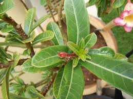 Hand Pollinated Adenium Pods Adenium Plant Leaves Plants