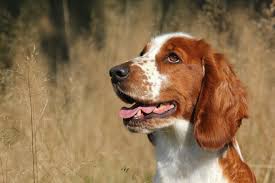 Image result for velššpringršpaněl