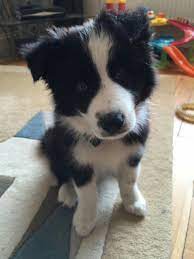 Border Collie Cutie Border Collie Lover Dogs And Puppies Border Collie
