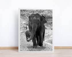 Black And White Elephant Pictures Pin On Animal Photography Prints