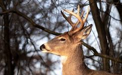 Beasts & Beer: Lessons from the SW WI CWD Deer and Predator Study