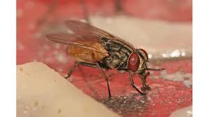 Housefly 3d Models Of Insects