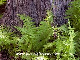 Image result for Thelypteridaceae