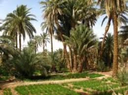 Start studying موارد طبيعية من الأحياء. Ù…ÙˆØ§Ø±Ø¯ Ø·Ø¨ÙŠØ¹ÙŠØ© Ù‡Ø§Ø¦Ù„Ø© ØªØ¬Ø¹Ù„ Ù…Ù† Ø£Ø¯Ø±Ø§Ø± Ù…Ù†Ø·Ù‚Ø© ÙÙ„Ø§Ø­ÙŠØ© Ø¨Ø§Ù…ØªÙŠØ§Ø² Ø§Ù„Ø¥Ø°Ø§Ø¹Ø© Ø§Ù„Ø¬Ø²Ø§Ø¦Ø±ÙŠØ©