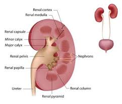 Renal pyramid — ▪ anatomy any of the triangular sections of tissue that constitute the medulla, or inner substance, of the kidney. Renal Pyramid Illustrations Renal Pyramid Vectors Pond5