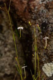 Image result for Kohautia