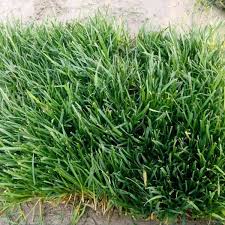 Image result for Agrostis products