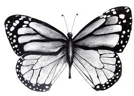 If you want to use this image on holiday posters, business flyers, birthday invitations, business coupons, greeting cards, vlog covers, youtube videos, facebook. Detailed Butterfly Drawing Black And White Novocom Top