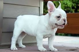 Blue and merle shaded french bulldogs are also available but. Cream Color Frenchies Tomkings Kennel