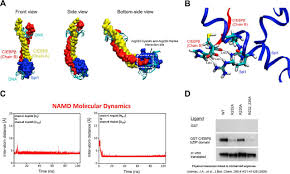 A combined computational and experimental approach reveals the structure of  a C/EBPβ–Spi1 interaction required for IL1B gene transcription