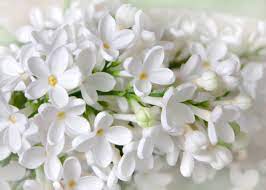 Pin By رغــــــد On White Color Purity Lilac Flowers Lilac White Flowers