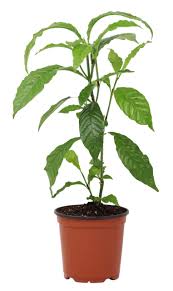 Image result for Psychotria moninensis