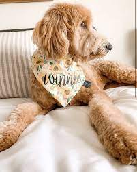 Proud pup of a graduate class 2021 graduation dog bandana. Sunflower Dog Bandana Dog Bandana Cute Dog Photos Dogs