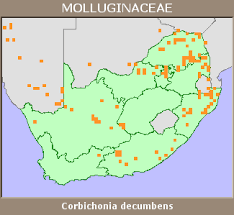 Image result for Corbichonia decumbens