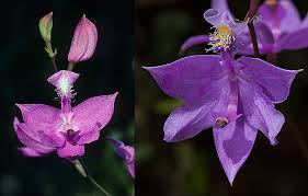 Image result for Bulbostylis megastachys