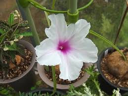 Image result for Ipomoea welwitschii