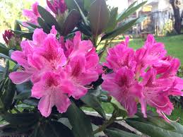 Rhododendron Cosmopolitan Plants Rhododendron Garden
