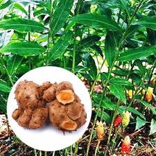 Di samping harganya yang murah. 99 Jenis Tanaman Obat Lengkap Dengan Gambar Kandungan Dan Khasiatnya Berita Pertanian Mitalom