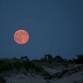 CraneExplorer: Family Full Moon Hike in the Dunes event image