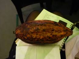 Cabosse Vietnamienne Marou Chocolaterie Vietnamien Chocolat