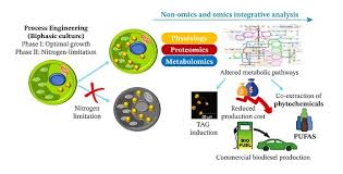 These free fatty acids are known to react with the alkaline catalyst and form 526 saponified products during transesterification reactions for biodiesel fuel production in the 527 conventional commercial process. Biofuel Research Journal Articles List