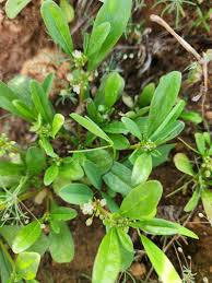 Image result for Limeum viscosum