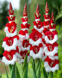 ???? Gladiolo Rojo y Blanco (Híbrido Gladiolus) ???? Una flor llamativa y elegante con vibrantes flores rojas y blancas. Estas espigas de gladiolos añaden altura y dramatismo a cualquier jardín con sus