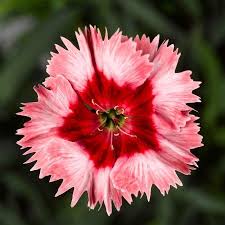 Dianthus Super Parfait Series Flower Seeds Strawberry 100 Seeds Annual Flower Garden Seeds Dianthus Chinensis Walmart Com In 2021 Flower Seeds Annual Flowers Garden Seeds