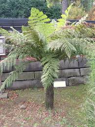 Image result for Dryopteris antarctica