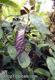 Image result for Strobilanthes hamiltoniana
