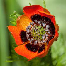 Adonis Flower Google Search Madre Naturaleza Flores Naturaleza
