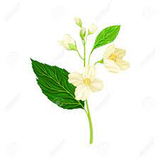 Check spelling or type a new query. Jasmine Plant Specie On Stem With White Fragrant Flowers Closeup View Vector Illustration Royalty Free Cliparts Vectors And Stock Illustration Image 164086101