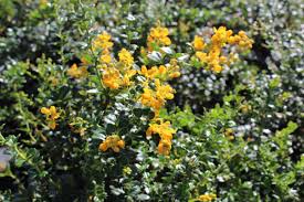 Image result for Berberis darwinii
