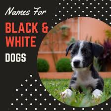 Black And White Names For Dogs 100 Creative Cute And Cool Black And White Dog Names Dog Names Dogs Names List Black Dog Names