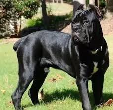 Which Is The Better Guard Dog For Homes Cane Corso Or Dogo