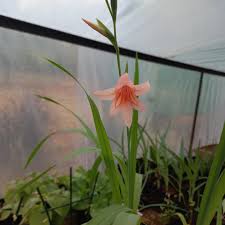 Image result for Multidentia concrescens