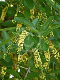 Image result for Citharexylum