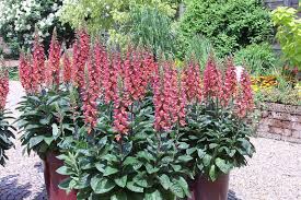 Specializing in rare and unusual annual and perennial plants, including cottage garden heirlooms and hard to find california native wildflowers. What S New This Spring