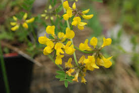 Image result for Aeschynomene glauca