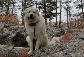 Maybe you would like to learn more about one of these? The Anatolian Pyrenees Is This Unique Crossbreed Of Giant Guardians For You K9 Web